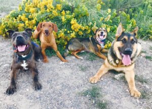 Balanced K9 Services