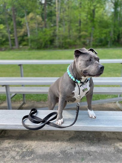 Serenity Pet: Training and Behavior Solutions