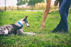 Dog Training With Bob