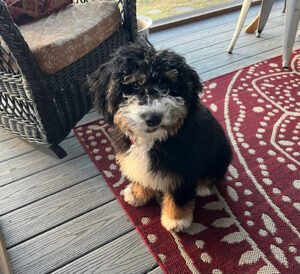I am Dog what is your Trick?!?!