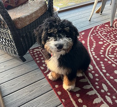 I am Dog what is your Trick?!?!