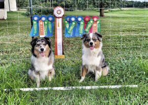 M Squared Dog Training, LLC
