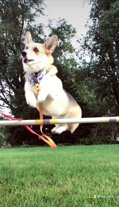 Home Grown Dog Sports