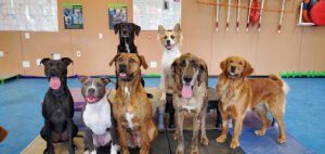 Dauntless Dog Training
