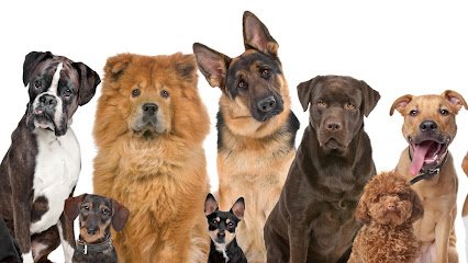 Premier Dog Training