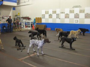 Dog Sense Unlimited