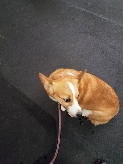 Capital Dog Training Club