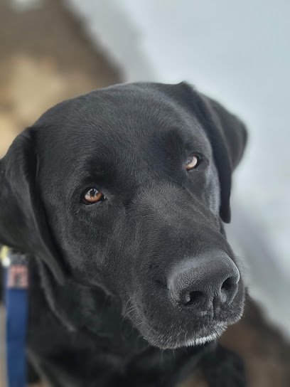 Pawdcast Canine Services