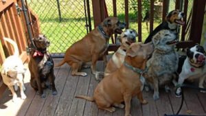 The Dog House Dog Educators LLC