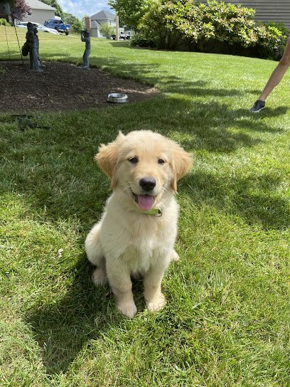 4P‚Äôs Dog Training