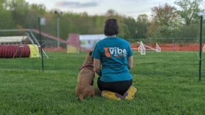 Right Vibe Dog Training