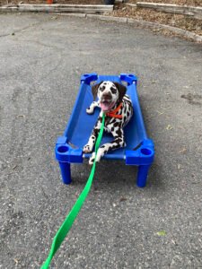 Galaxy Dog Training and Daycare