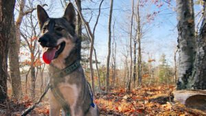OutHounds Adventure & Training Academy, LLC
