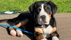 The Devoted Dog
