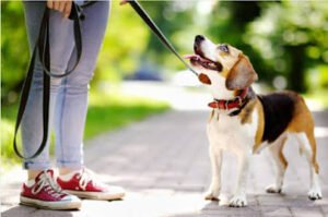 Down 4 Paws Dog Training