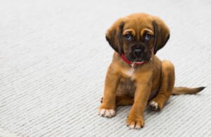 TheTreat Training
