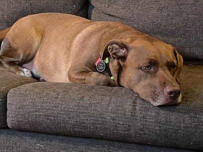 Zippity Do Dog Training and Behavior Modification