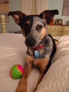 Barking Birch Dog Socialization, Training, and Outings