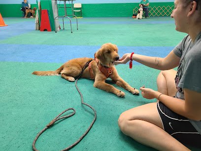 Exercise Finished Dog Training