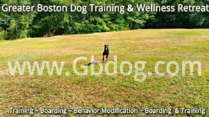 Dog Trainer Middleboro, MA