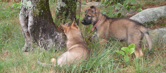 Canine College, Bow Wow Resort