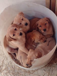 RiversWild Retrievers