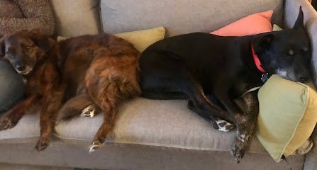 Puppy and Dog Training by Sue