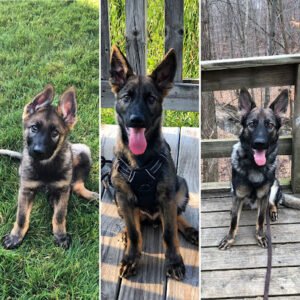 Lakeshore K9 Training