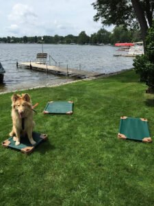 Off Leash K9 Training Lansing