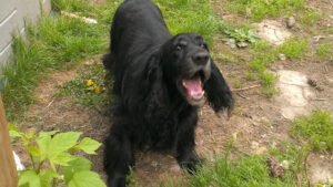 Hadley Acres Obedience & Care