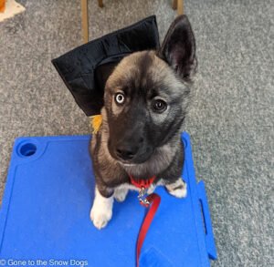 Canine Communication