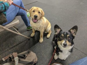 Obedience Laboratory
