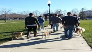 Dune Dogs K9 Training