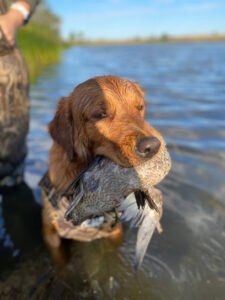 AgLand Retrievers Professional Dog Training
