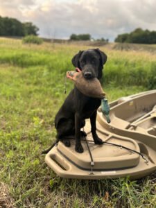 Buck Country Retrievers
