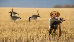 Over The Top Retrievers