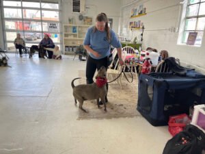 Star Dog Training