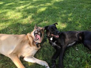 Dogs Do Learn