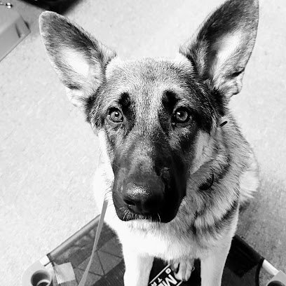 Sit Means Sit Dog Training – East Central Minnesota
