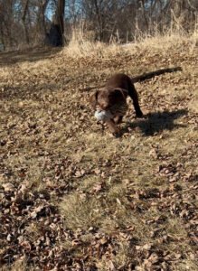 Northern Plains Retrievers
