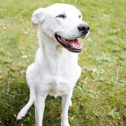Transfurmation Training & Grooming