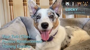 Lucky Mutt Dog Training