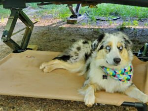 Prodigy Pups Dog Training LLC