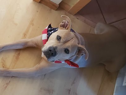 Paws Abilities Dog Training