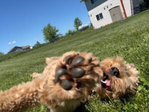 AllBreed North, LLC Dog Training & Handling