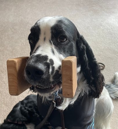 St Paul Dog Training Club