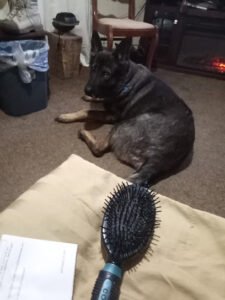 Ace Dog Training