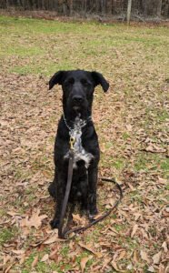 International K9 Foundation