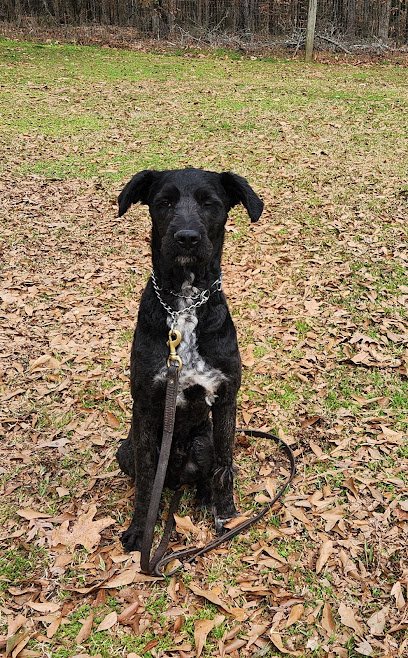 International K9 Foundation