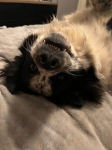 For The Puppies Training Academy LLC